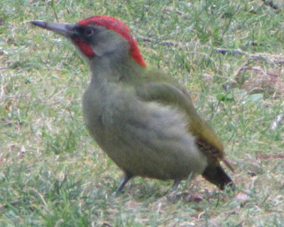 IMG_4136.JPG