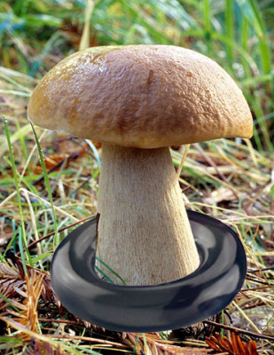 Boletus-foto.jpg