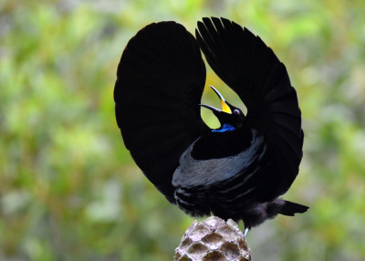 aves-del-paraiso-Ptiloris-tipos.jpg