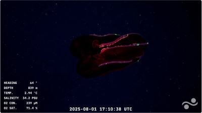 bichosubmarino.jpg