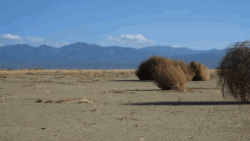 tumbleweed-acegif-14-edited.gif