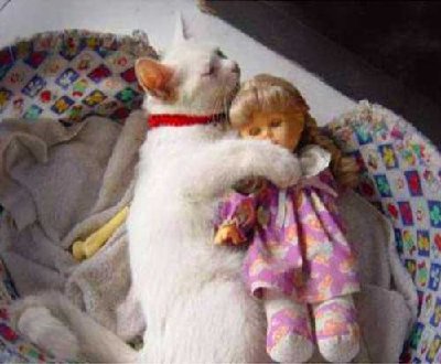 321_baby-animal-funny-picture.jpg